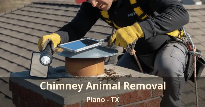 Chimney Animal Removal Plano - TX